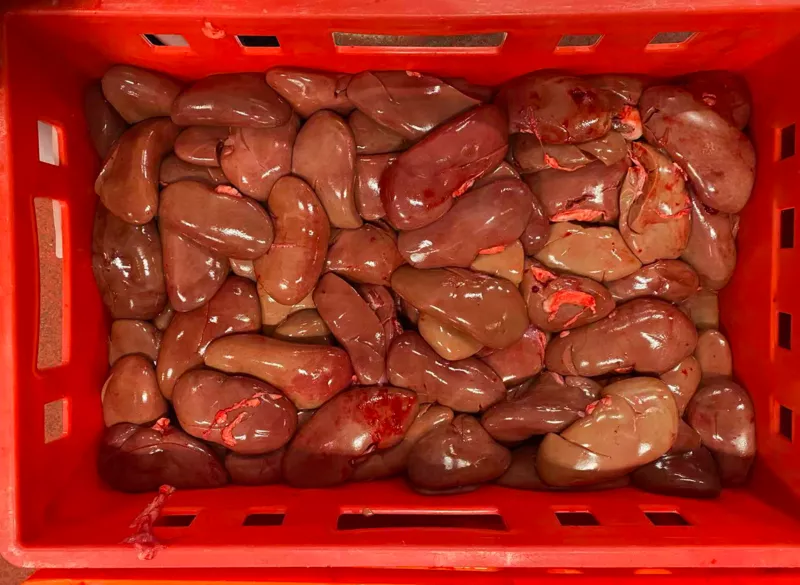 PRC 93 kidneys 11000